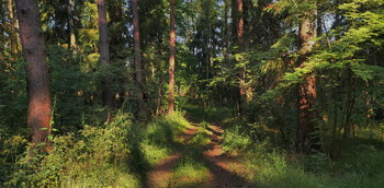 evening in the forest / ***