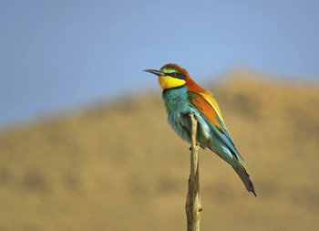 European bee-eater / ...