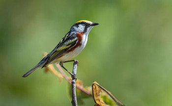 Chestnut-sided Warbler (male) / ***