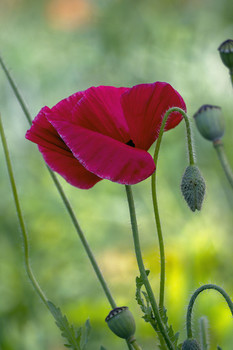 poppy / ***