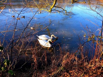 Swans / ***