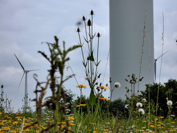 Wildblumenwiese mit Karden / eine Blühwiese am Windpark