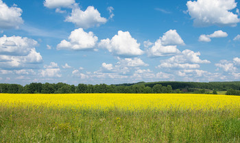 Russian field / ***