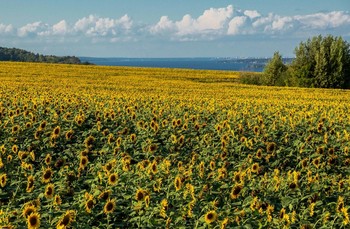 Sunflowers / ***