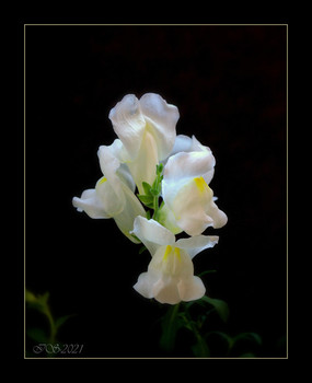 &nbsp; / [img]https://i.imgur.com/B5oSkMk.jpg[/img]