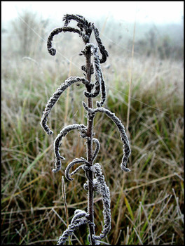 Frost / ***