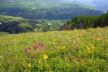 Flower meadow / ...