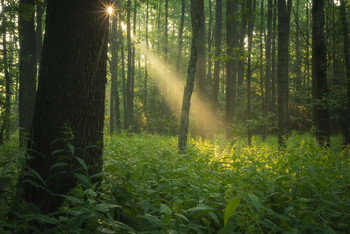 A ray of light / ***