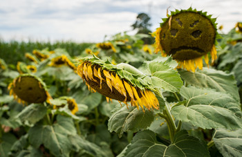 Unhappy sun / sunflowers