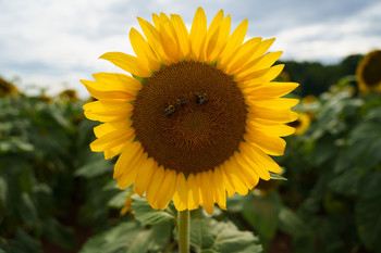 happy sun / sunflower