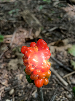 It's alive / Im Pflanzenkosmos