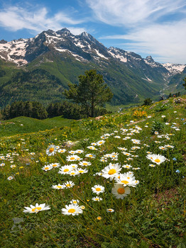 Daisies in the mountains / ***