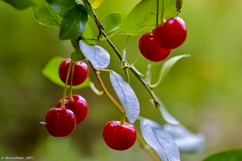 Cherries / ...