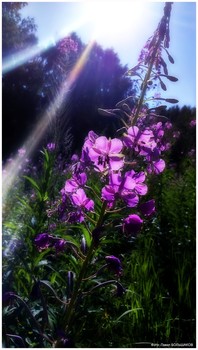 To the sun ... / ***