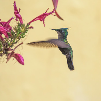 Antillean crested hummingbird / ***