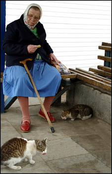 Cats / ***