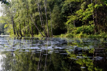 Backwater ...... / ***