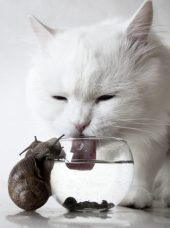thirst