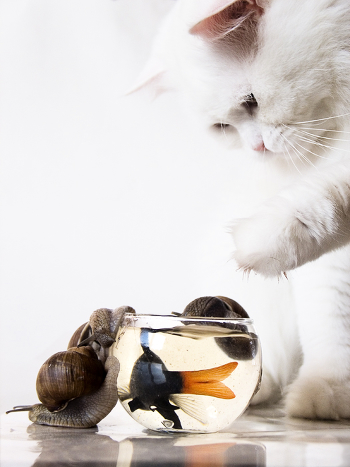 curiosity