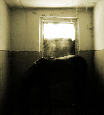Stables