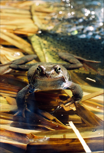 Rana temporaria