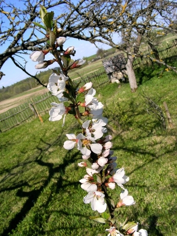 Spring has come!