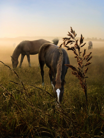 Dawn