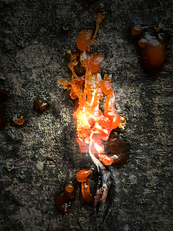 Unleashed