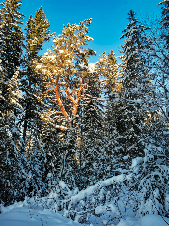 colors of winter