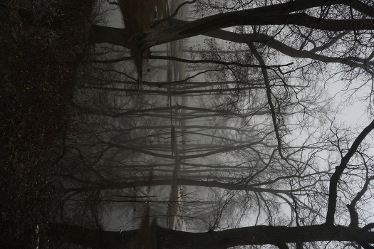 Foggy morning