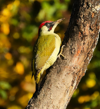 green woodpecker