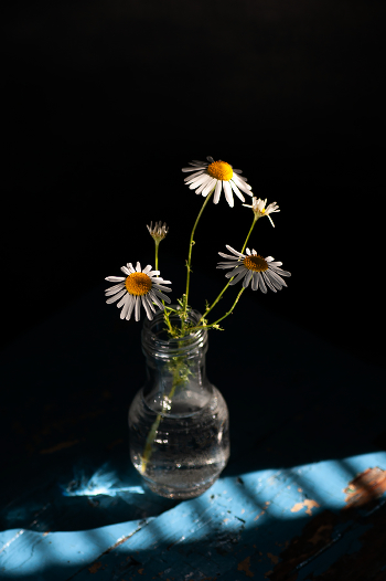 Daisies