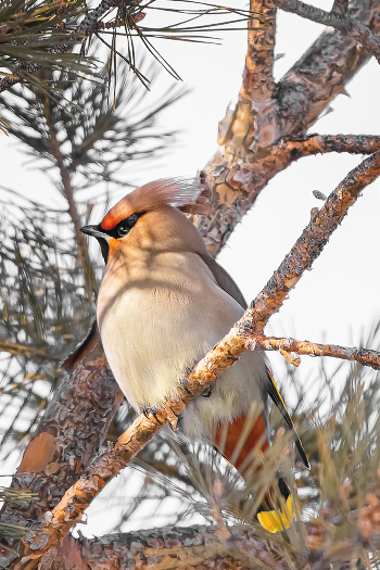 waxwing