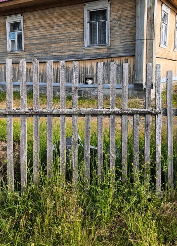 Cat house