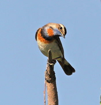 Bluethroat