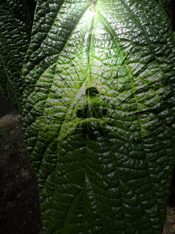 A peppery being