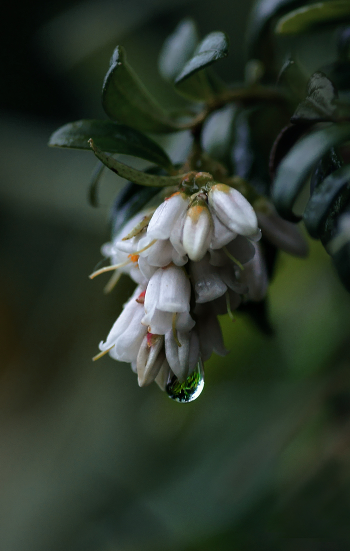 Flowering cranberries ...