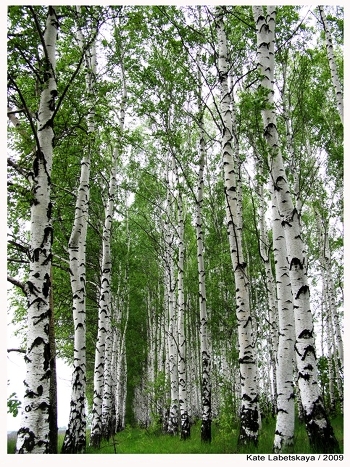 Prygazhunі Rasіі