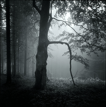 Welcome to The  Forest