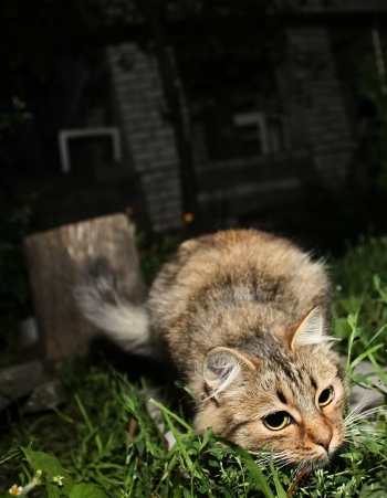 Cat = protein
