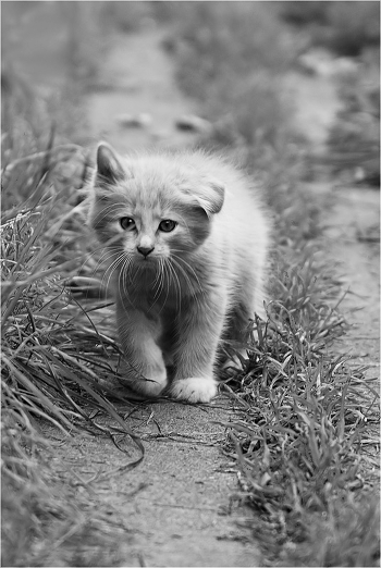 kitten