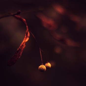 eta velvet Autumn - I