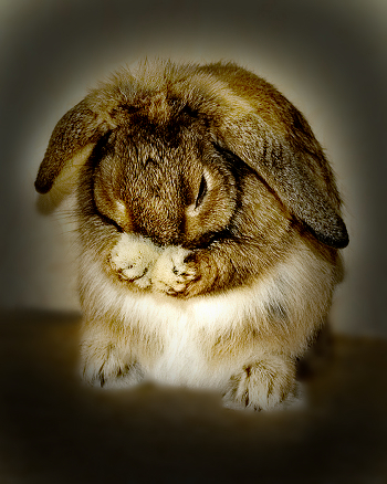 Chi-chi in rabbit ..