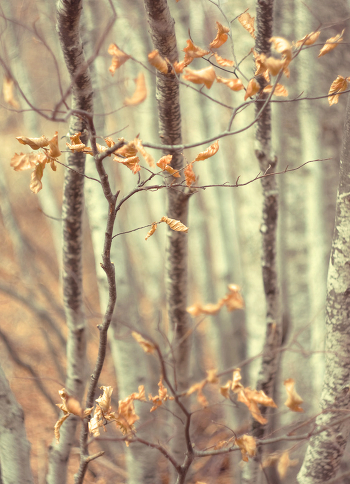 Herbst wob Spitze ..