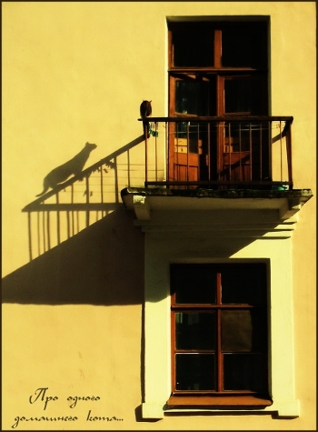 About a house cat ...