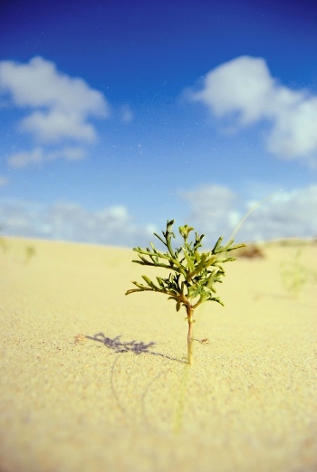 alone in sands