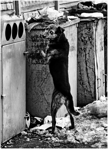 A dog's life