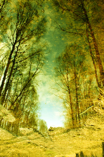 reflected the world