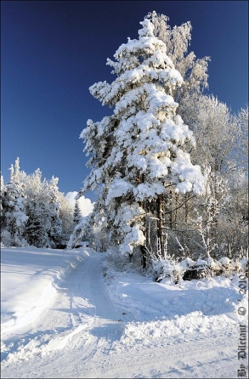 Frosty
