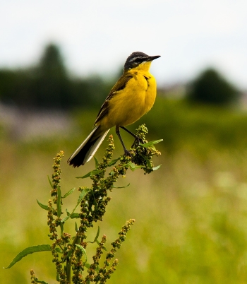 Birdie